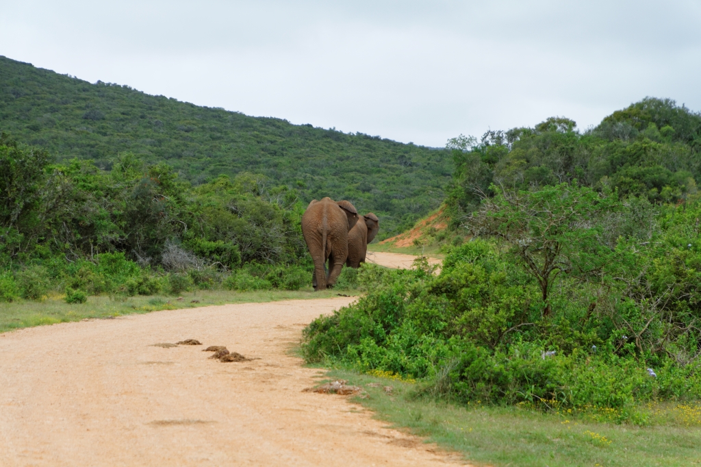06 - Addo Elephant NP (2).jpg